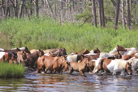 chincoteague live cam|chincoteague pony swim live stream.